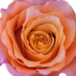 Meet your Posher, Sallyanne